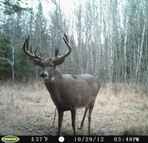 Trail Camera